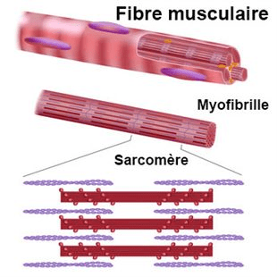 sarcomere